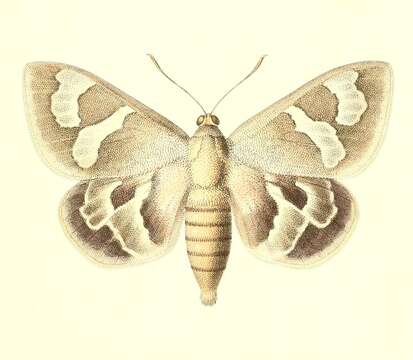 Image of Synpalamides chelone Hopffer 1856