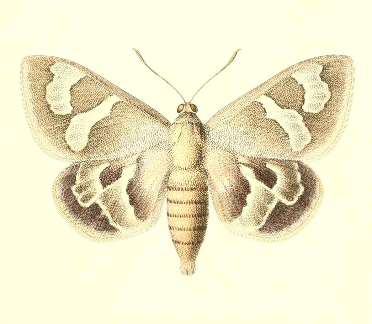 Image of Synpalamides chelone Hopffer 1856