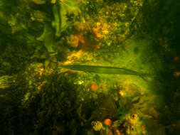 Image of Australian barracuda