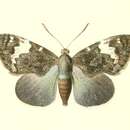 Image of Feschaeria meditrina Hopffer 1856