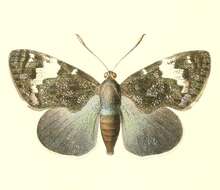 Image of Feschaeria meditrina Hopffer 1856