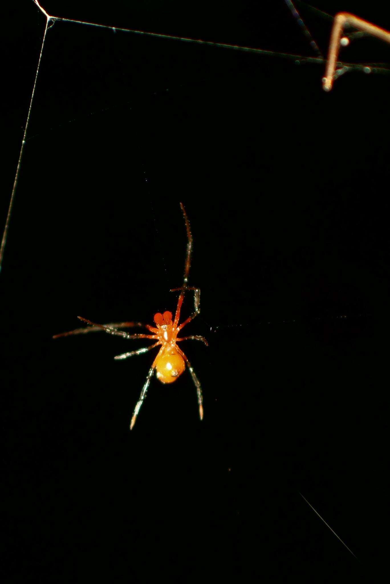 Image of Argyrodes miltosus Zhu & Song 1991