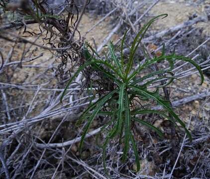 Image of cliff desertdandelion