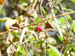 Plancia ëd Tetragonia tetragonoides (Pall.) O. Kuntze