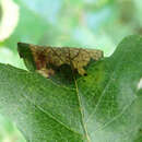 Image of Parornix anglicella (Stainton 1850)