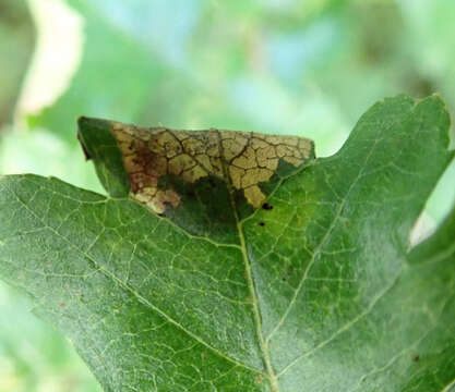 Image of Parornix anglicella (Stainton 1850)