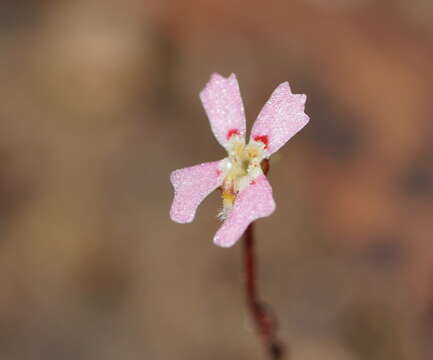 Stylidium ecorne (R. Erickson & J. H. Willis) Farrell & S. James resmi