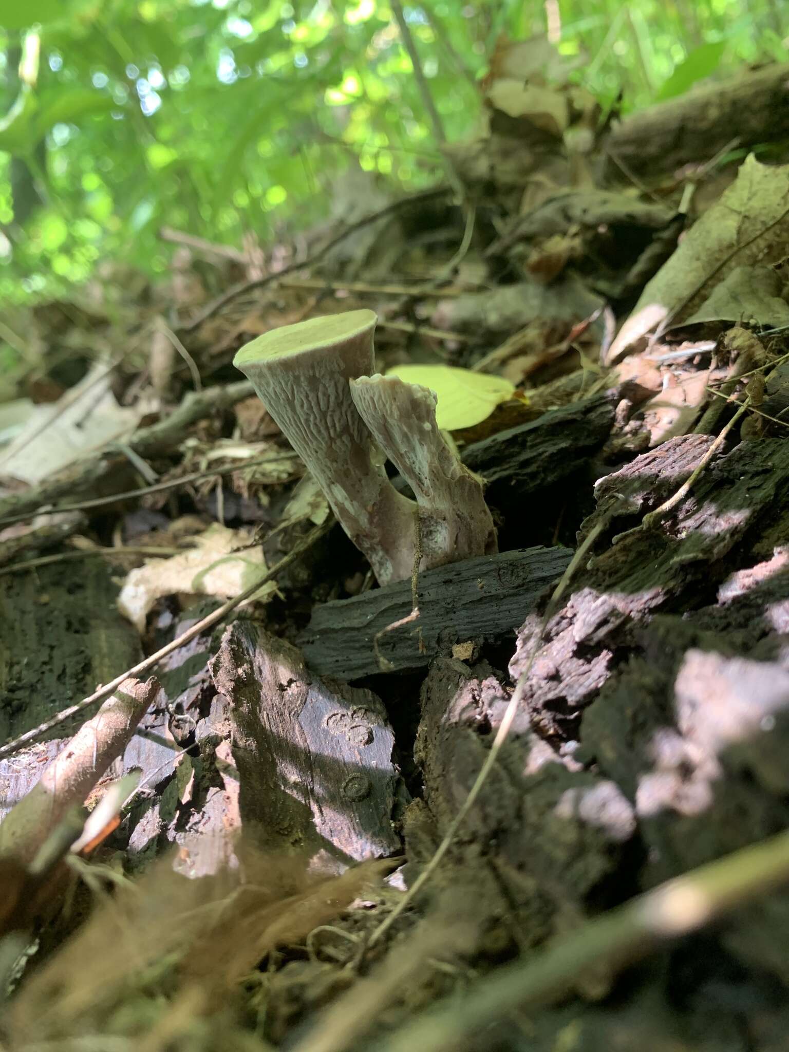 Image of Gomphus ludovicianus R. H. Petersen, Justice & D. P. Lewis 2014