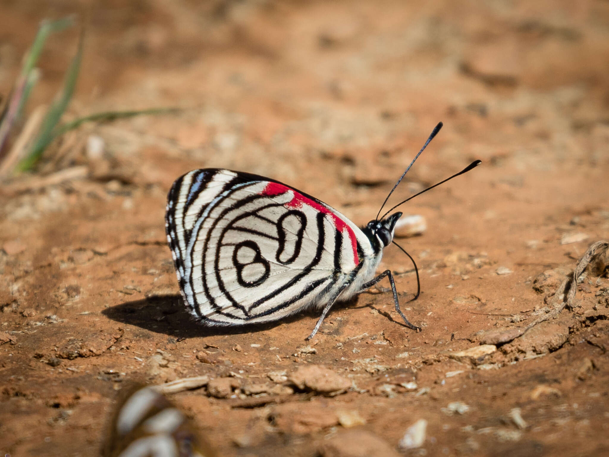 Image of Diaethria candrena Godart 1823