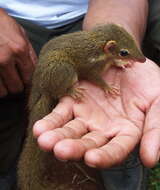 Image of treeshrews