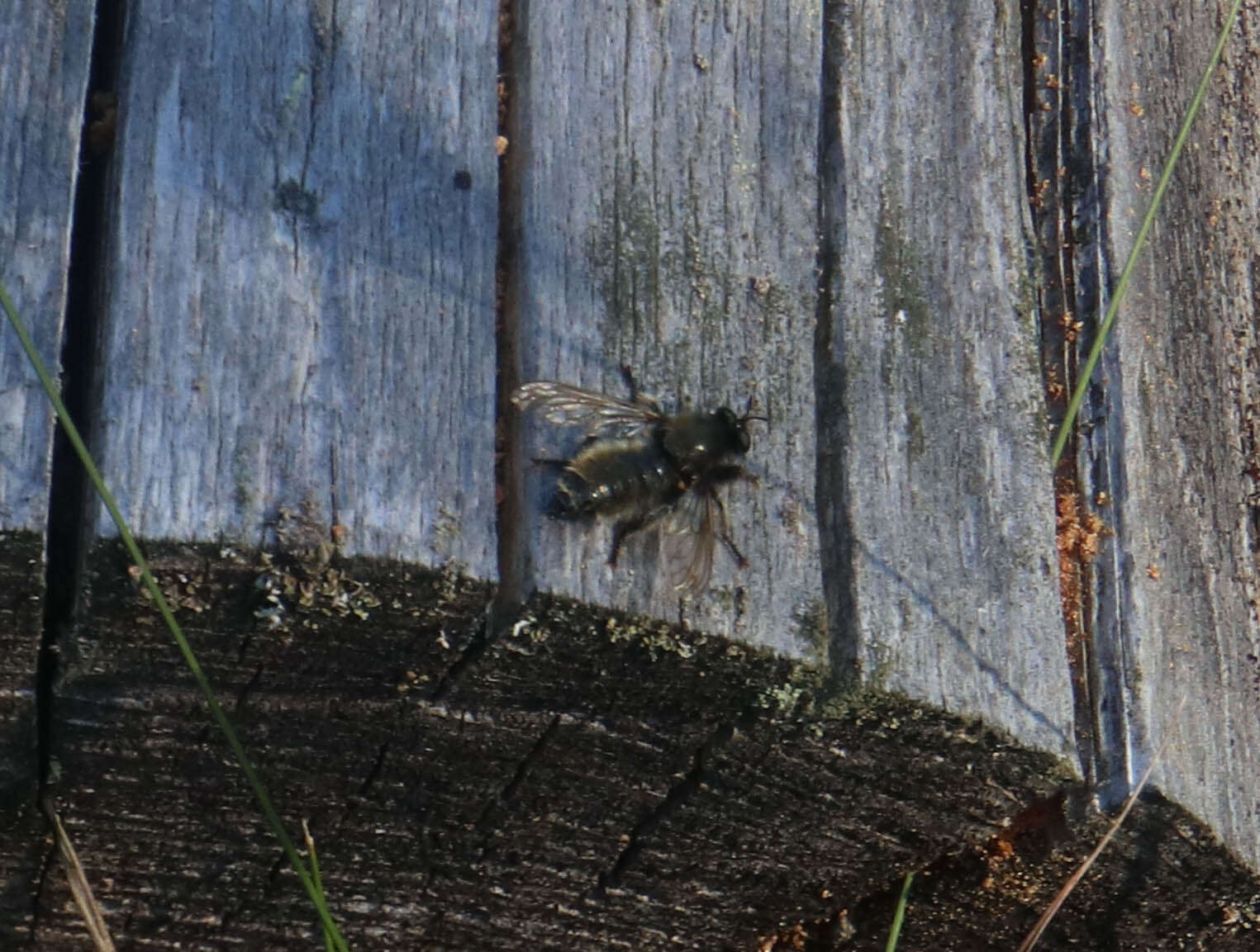 Image of Laphria flava (Linnaeus 1761)