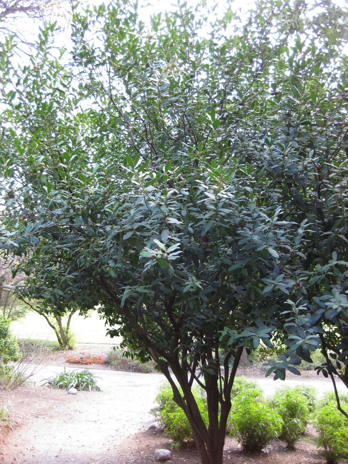 Image of African wintersweet