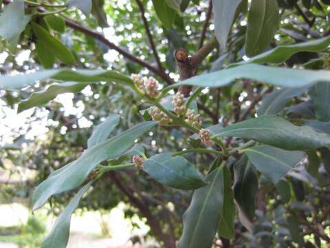 Image of African wintersweet