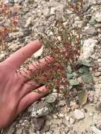 Image of birdnest buckwheat