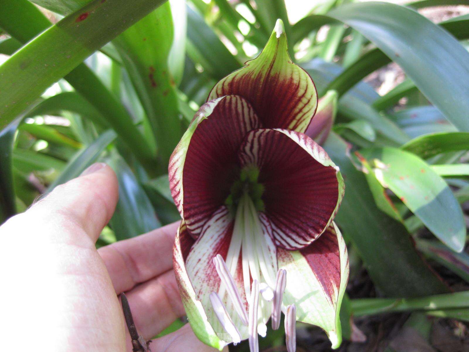 Imagem de Hippeastrum papilio (Ravenna) Van Scheepen