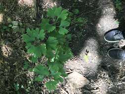 Image of Ginkgoopsida