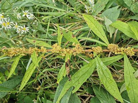 Image of buttonbush dodder