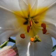 Imagem de Lilium regale E. H. Wilson