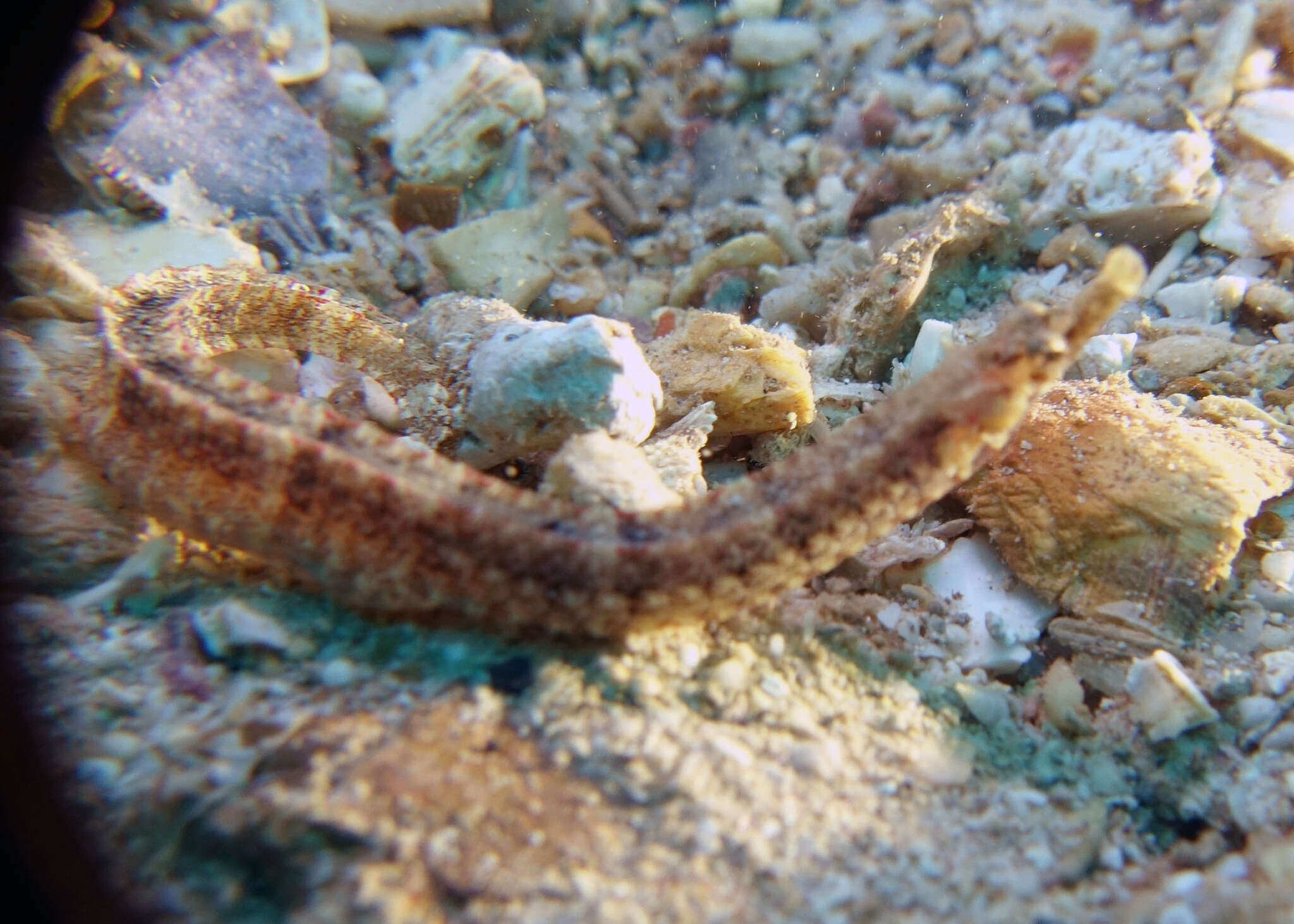 Image of Obscure pipefish