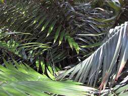 Image of Cycad