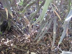 Image of Cycad