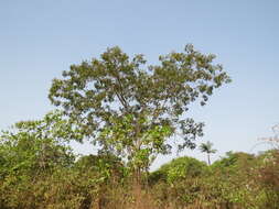 Image of African Locust Bean Tree