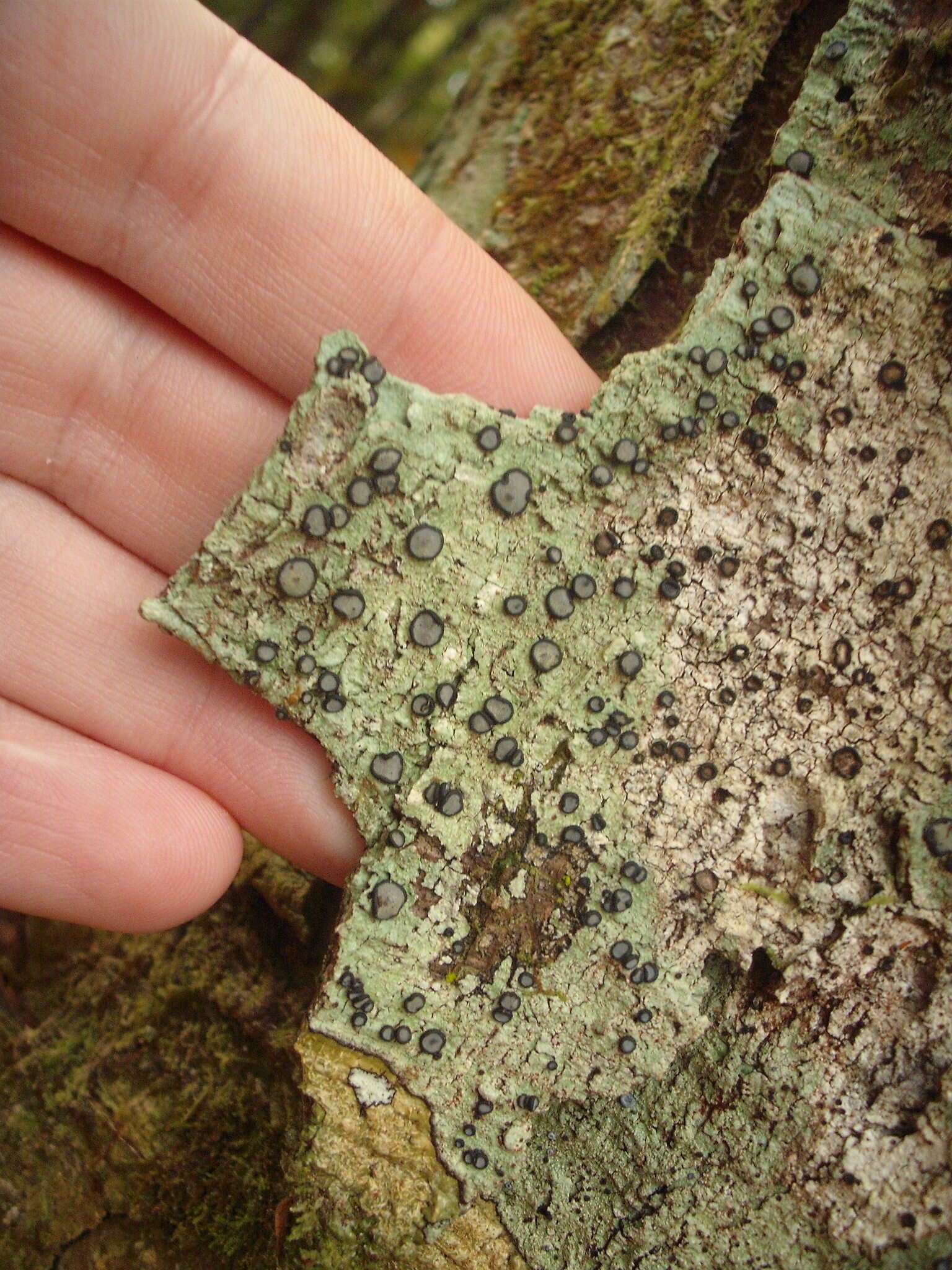 Image of Megalospora gompholoma (Müll. Arg.) C. W. Dodge