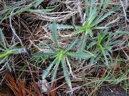 Image of Atractylis humilis L.