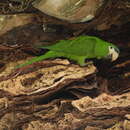 Image of Northern Red-shouldered Macaw