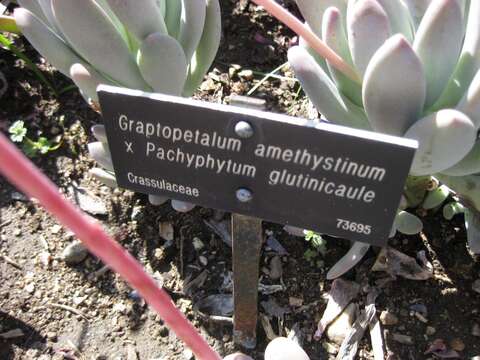 Image of Graptopetalum amethystinum (Rose) Walther