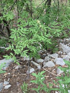 Image of Sambucus cerulea var. neomexicana