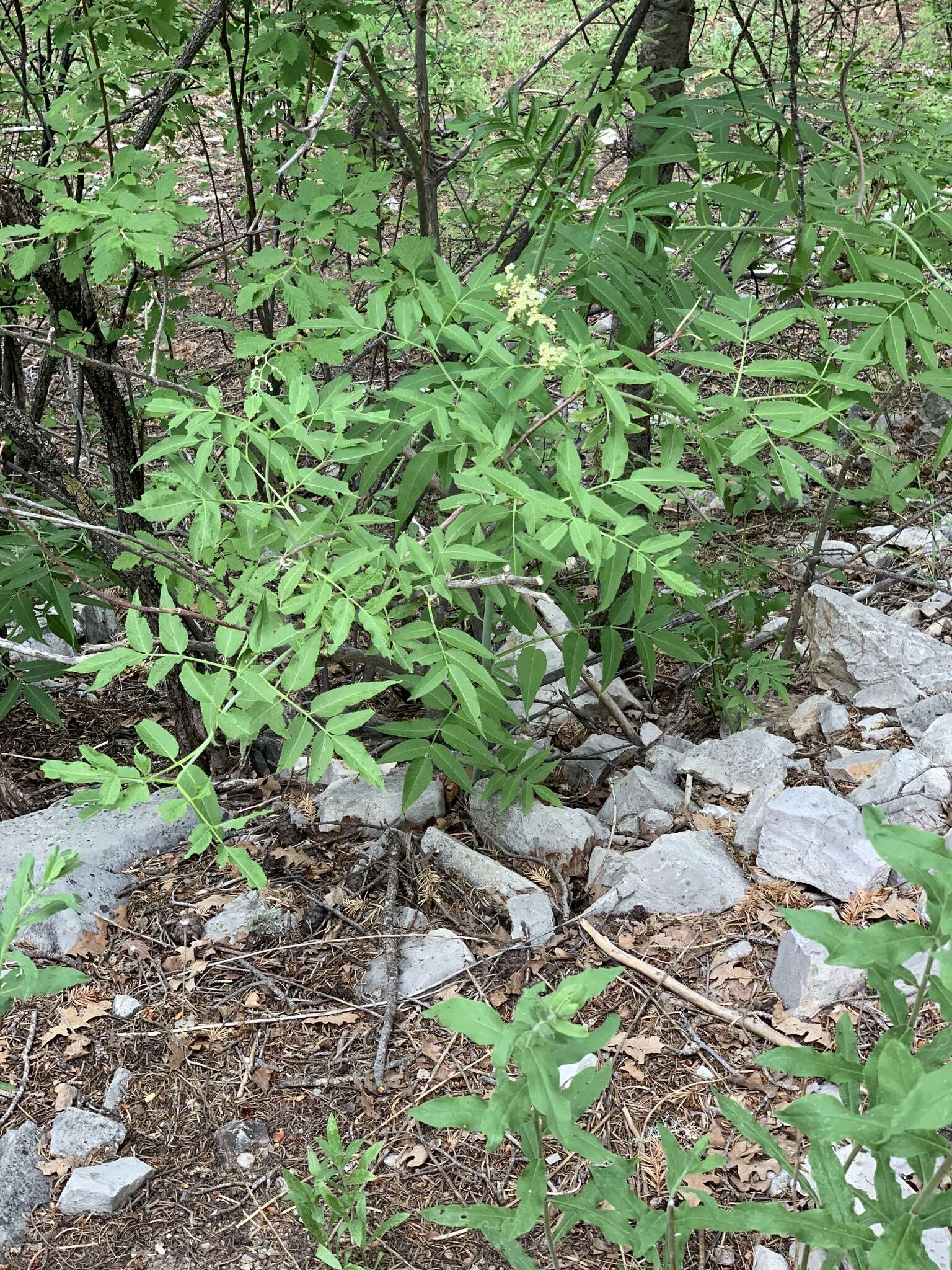 Plancia ëd Sambucus cerulea var. neomexicana