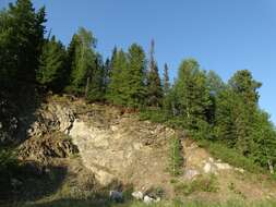 Imagem de Pinus sibirica Du Tour