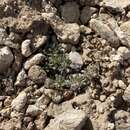 Image of gray buckwheat