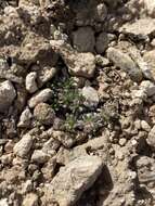 Image of gray buckwheat