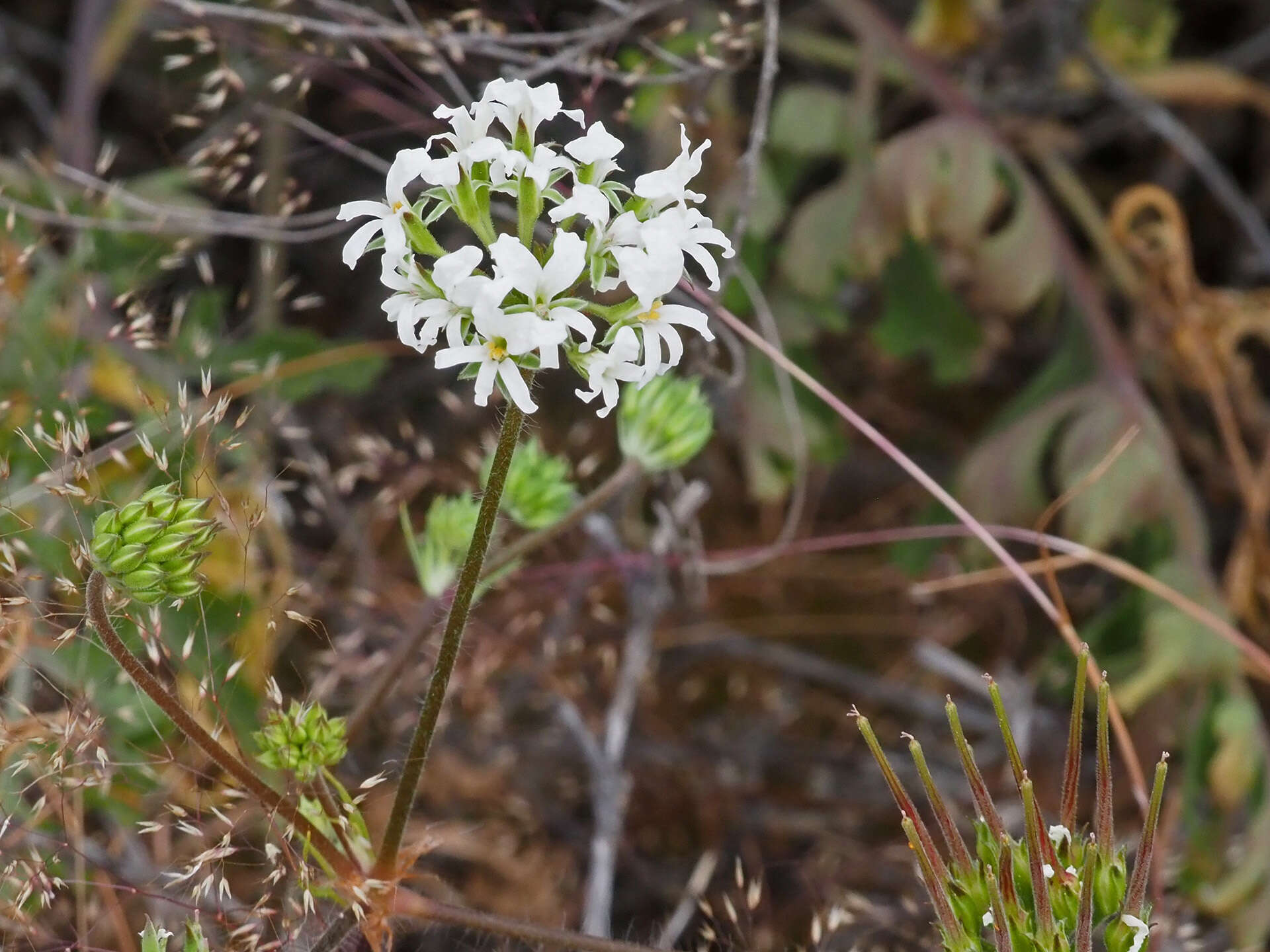 Image of Pelargonium violiflorum (Sweet) DC.