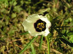 Image of flower of an hour