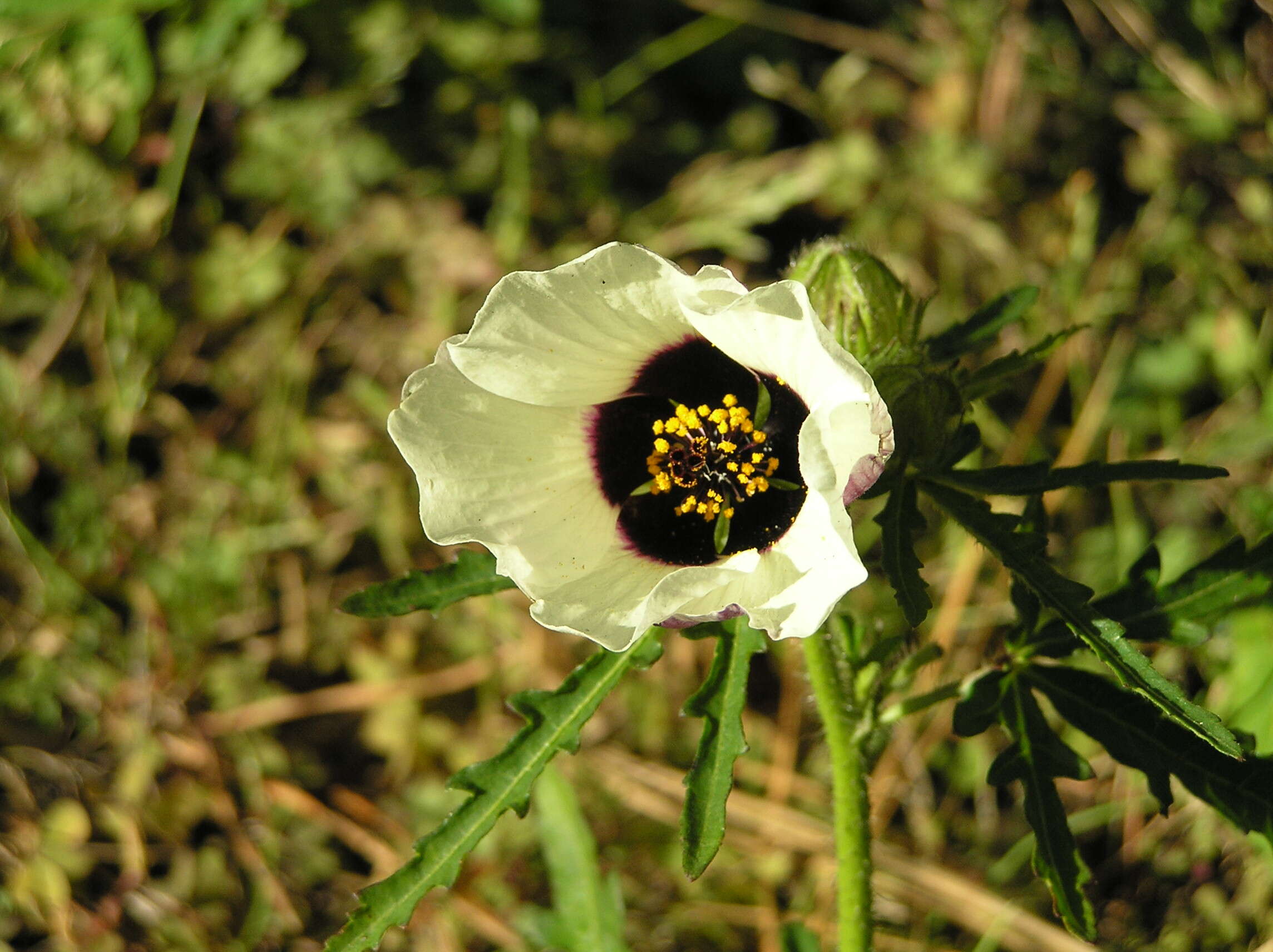 Image of flower of an hour