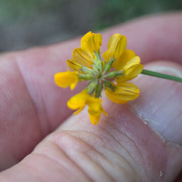 Image of Hippocrepis scorpioides Benth.