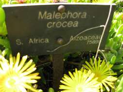 Imagem de Malephora crocea (Jacq.) Schwant.