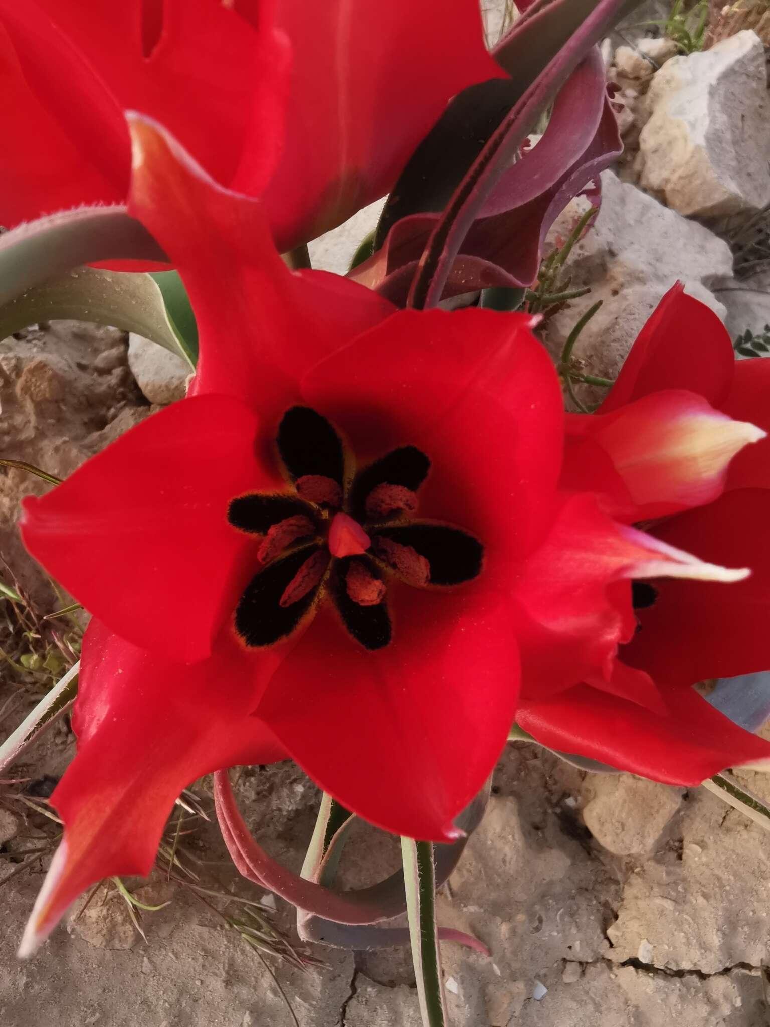 Image of Tulipa systola Stapf