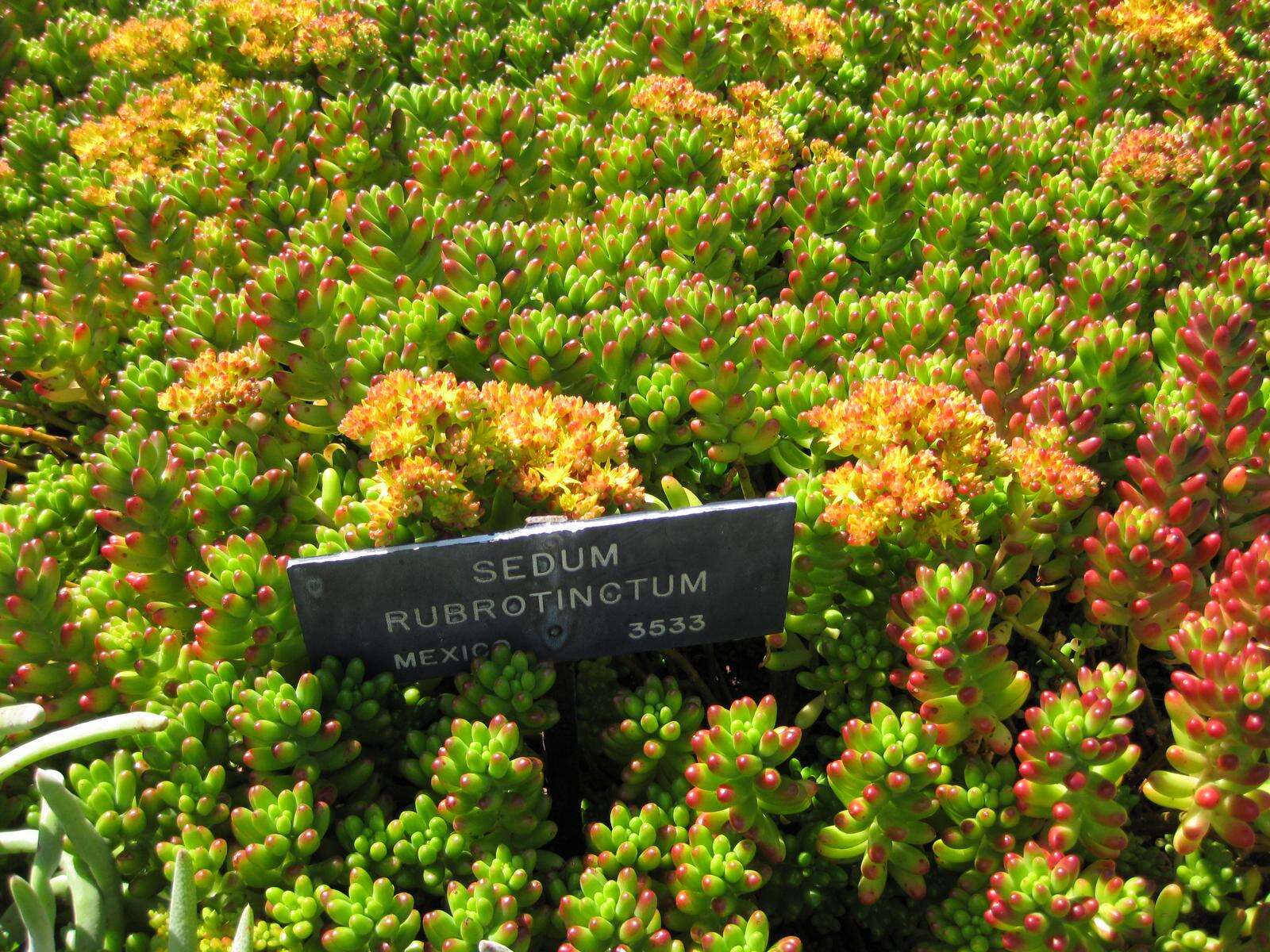 Sedum rubrotinctum R. T. Clausen resmi