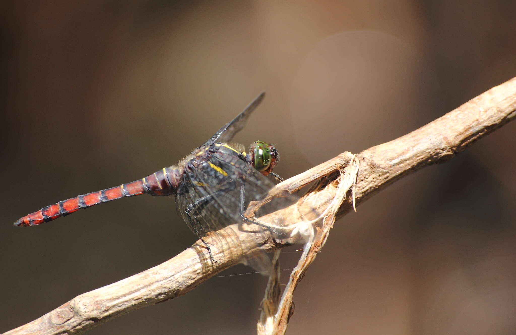 Image de Onychothemis culminicola Förster 1904