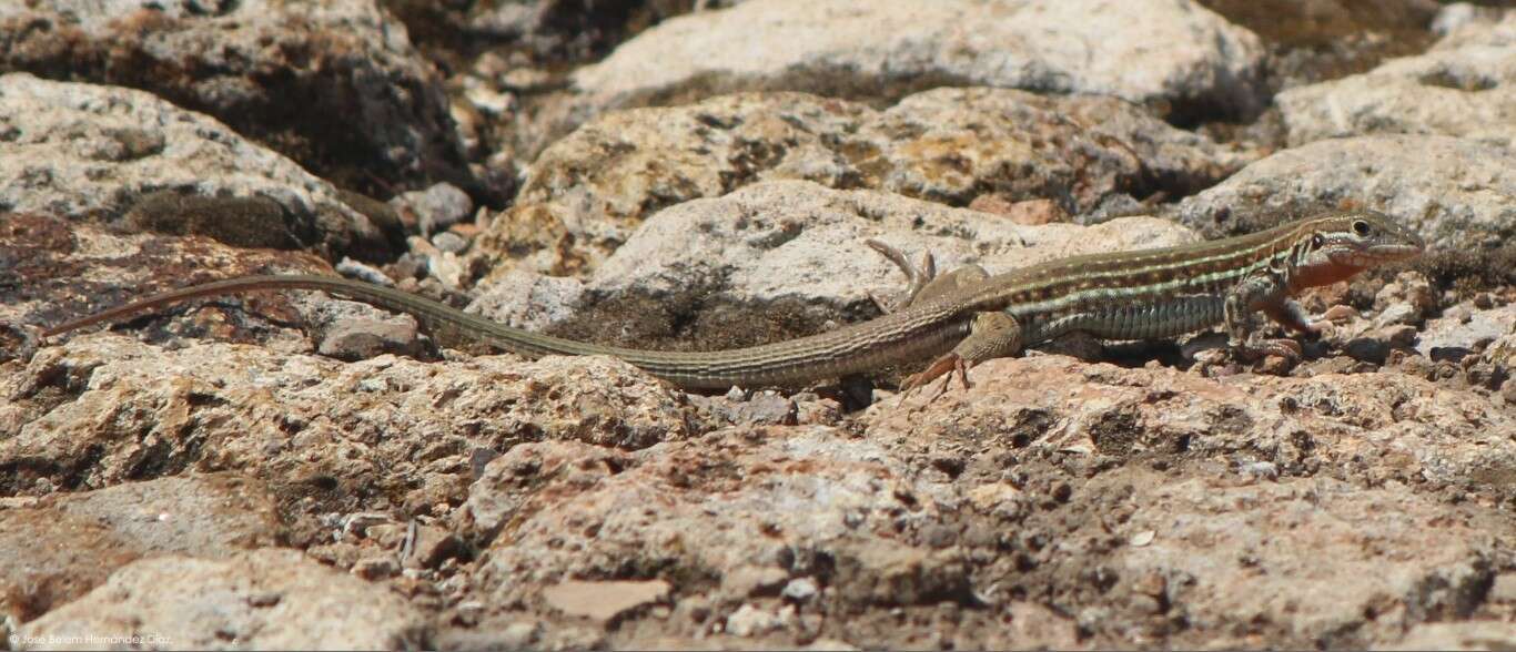 Image of Eastern Spotted Whiptail