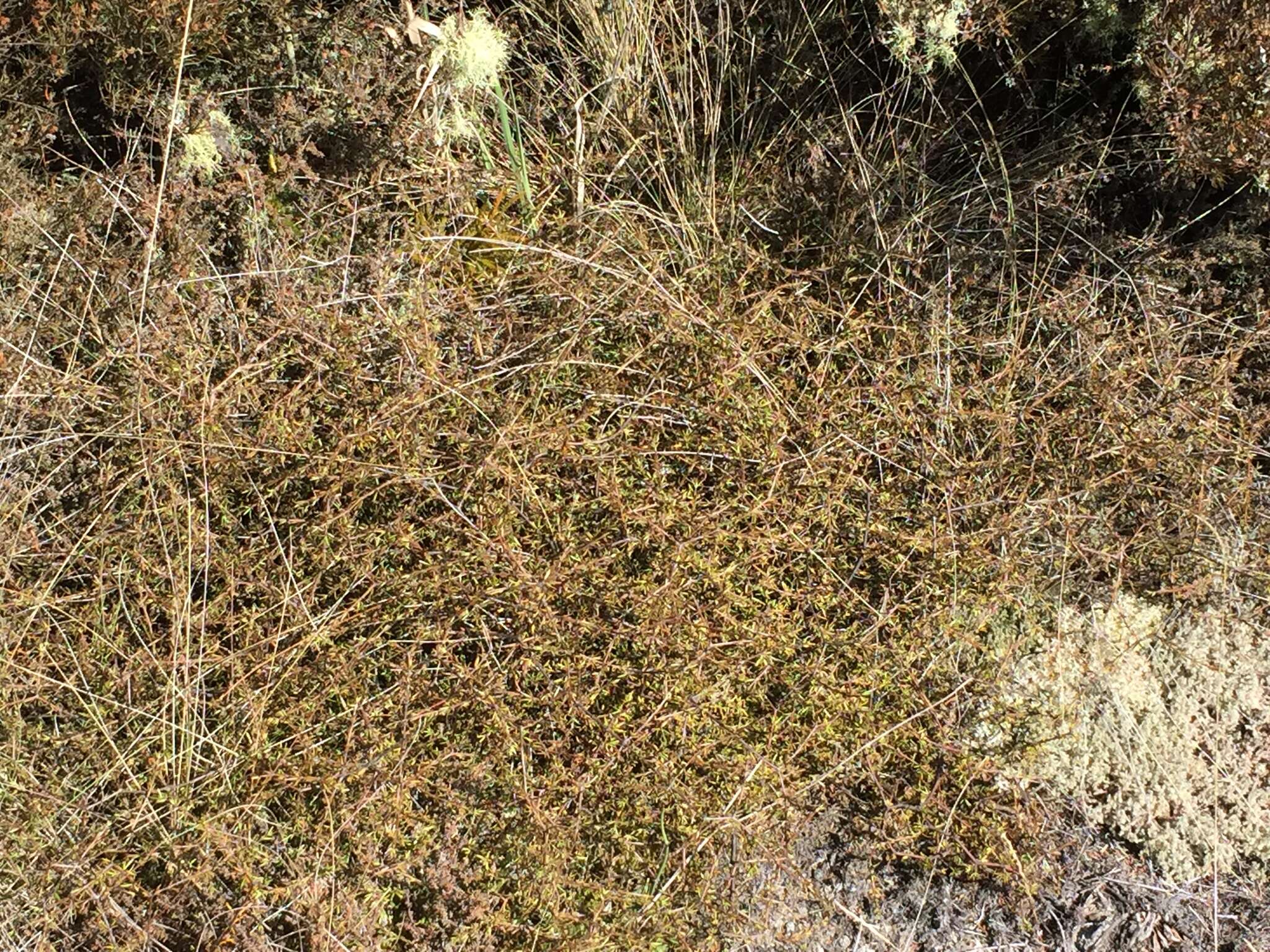 Image of Coprosma acerosa A. Cunn.