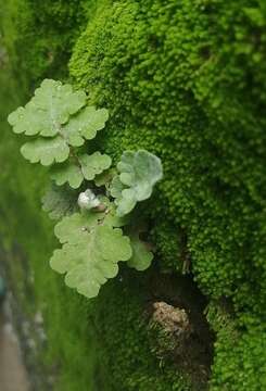 Image of Notholaena brachypus (Kunze) J. Sm.