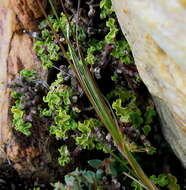 Image de Fockea capensis Endl.