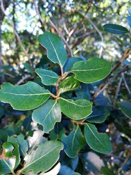 Apodytes dimidiata E. Mey. ex Arn. resmi