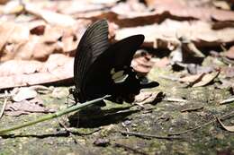 Слика од Papilio sataspes Felder & Felder 1864