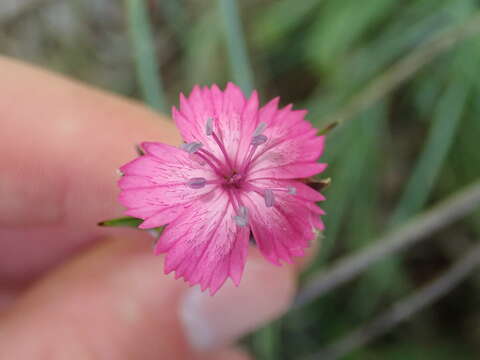 Image of Dianthus giganteus Dum.-Urville